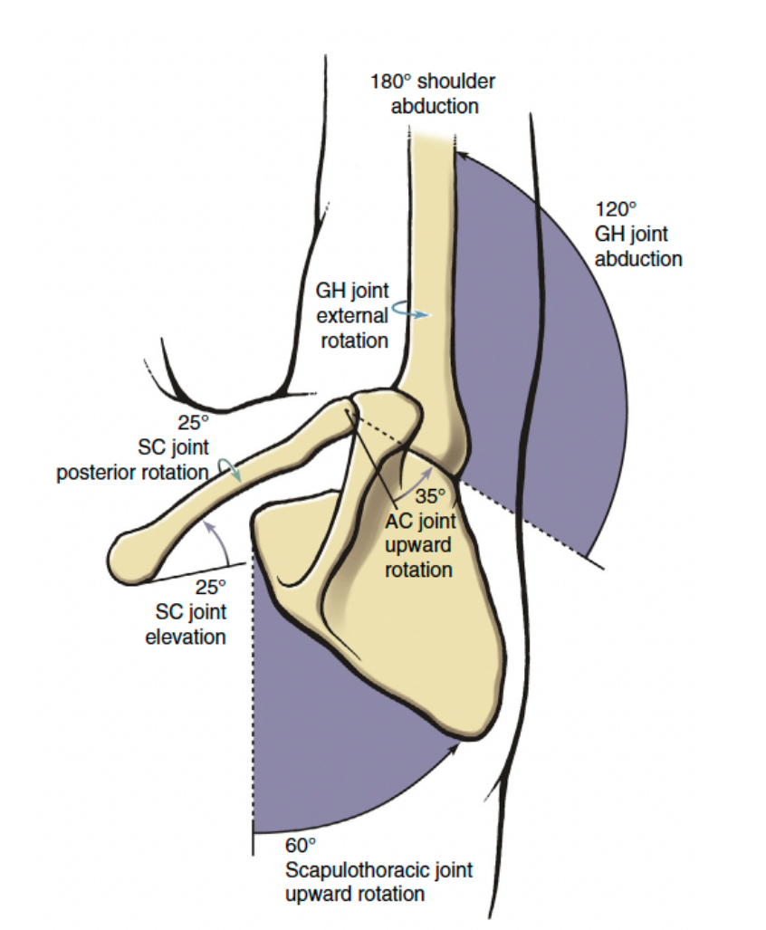 <p>pectoral girdle and glenohumeral joint move in a coordinated fashion to achieve a large range of motion at the shoulder </p><p>multiple joints working together to create a wider range of motion</p>