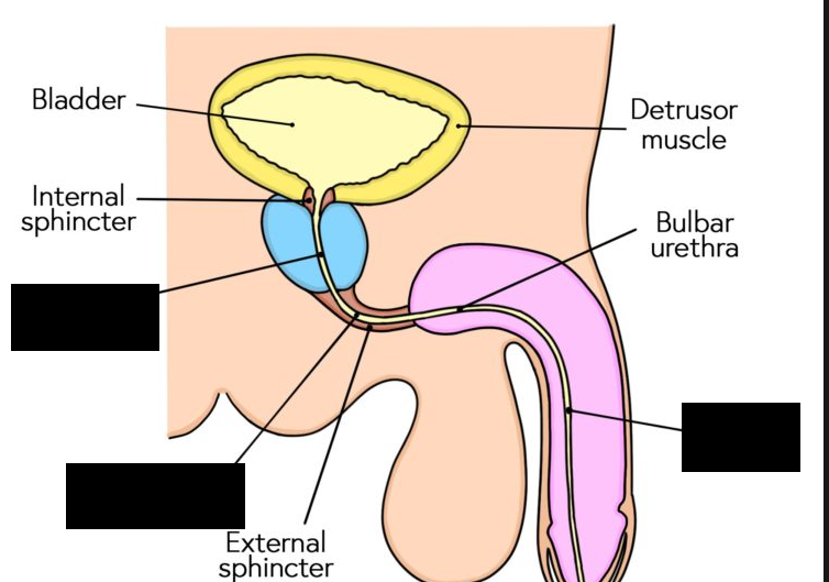 <p><span style="background-color: transparent;">The male urethra consists of 3 parts.</span></p><p><span style="background-color: transparent;">The  ______ _______ exits the bladder and extends to the inferior prostate gland, where it becomes the  ______ _______. It then enters the penis where it becomes the  ______ _______.</span></p>
