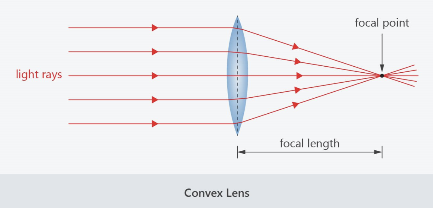 <ul><li><p>Thicker in the middle</p></li><li><p>Converges light rays</p></li><li><p>When parallel light rays travel directed at the convex lene from a perpendicular angle, they converge at a point called focal point</p></li><li><p>Both real and virtual lenses, depending on the position</p></li></ul><p></p>