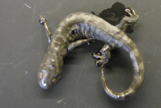 <p>Common name, Family, Scientific Name?</p>