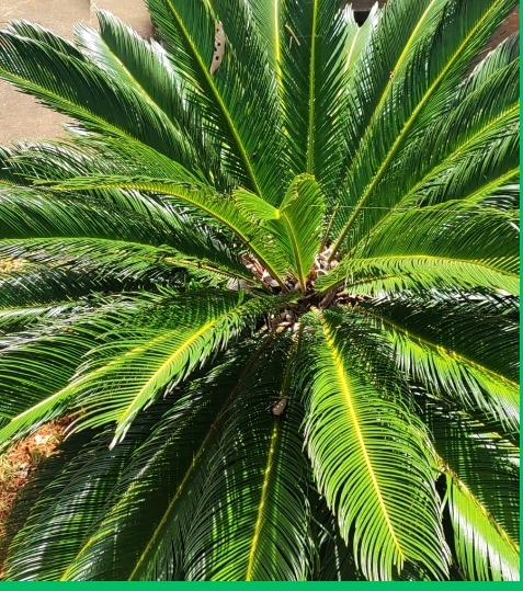 <p>Beaucarnea recurvata; Asparagaceae; Gimnosperma</p>