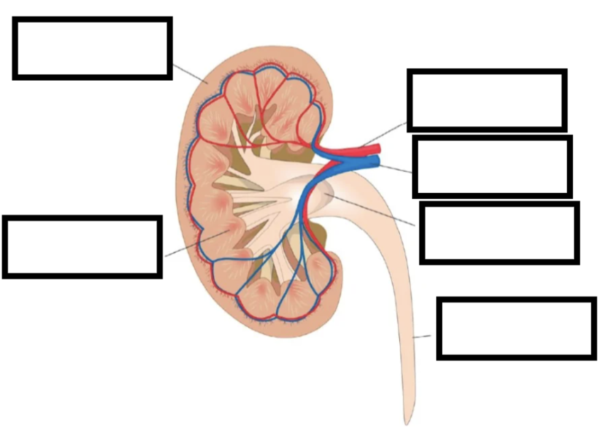 <p>in the kidney, urine exits the ___ ___ via the ___ towards the ___</p><p></p><p></p>