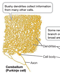 <p>they can collect and integrate information from a wide range of sources</p>