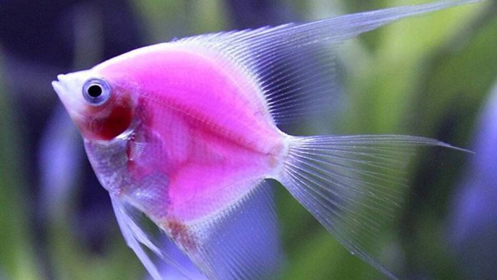 <p>angelfish</p>