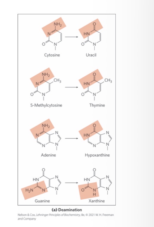 <p><span>deamination = spontaneous loss of exocyclic amino groups</span></p><p></p><p><span>deamination of cytosine to uracil = ~100 events/day</span></p><p><span>recognized as foreign in DNA and removed</span></p><p><span>almost certainly why DNA contains thymine rather than uracil</span></p>