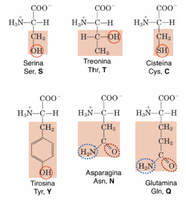 <ul><li><p><span>Serina (Ser, S)</span></p></li><li><p><span>Treonina (Thr, T)</span></p></li><li><p><span>Cisteína (Cys, C)</span></p></li><li><p><span>Tirosina (Tyr, Y)</span></p></li><li><p><span>Asparagina (Asn, N)</span></p></li><li><p><span>Glutamina (Gln, Q)</span></p></li></ul><p></p>