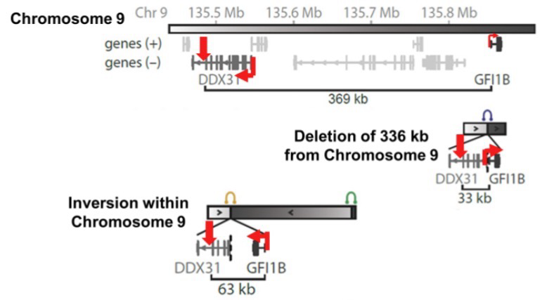 <p>Chromosomal rearrangement example</p><p>Medulloblastoma is an aggressive tumor; 18% of juvenile brain cancers; 70% of patents are <10 years old</p><p>Overexpression of <strong>GFI1B transcription factor</strong> can be caused by<strong> chromosomal rearrangements</strong> (Various mutations led to this)</p><p>Example mutation:</p><p>There’s an enhancer between DDX31 (Highly expressed region) and GFI1B; deletion causes rearrangement and causes overexpression of GFI18B; Inversion can also cause this</p>