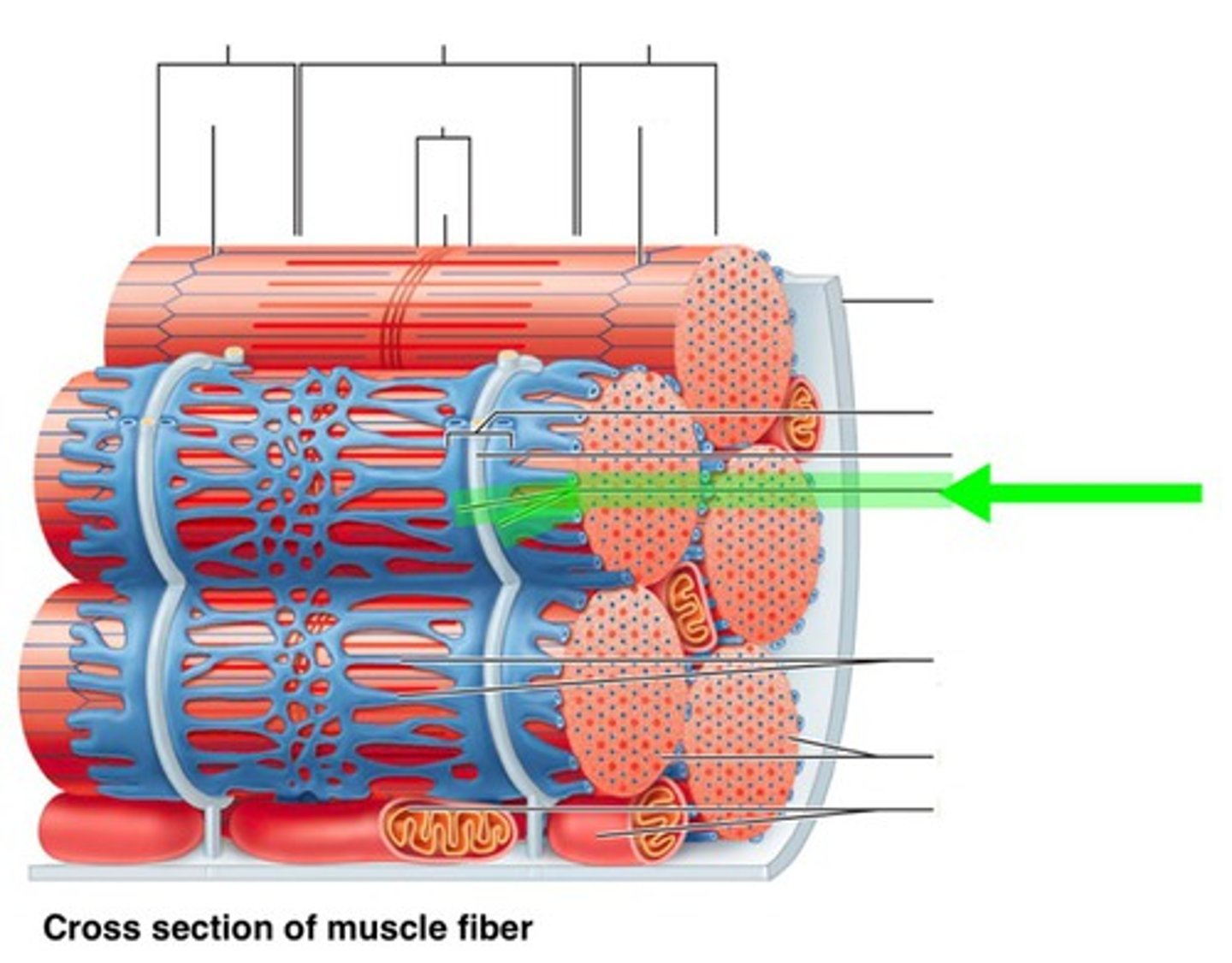 <p>Sarcoplasmic reticulum (SR) form larger, perpendicular cross channels over the junction between each A band in a myofibril and its adjacent I bands (A-I junctions). Store large quantities of calcium ions (Ca 2+). These ions are released when the muscle is stimulated to contract.</p>
