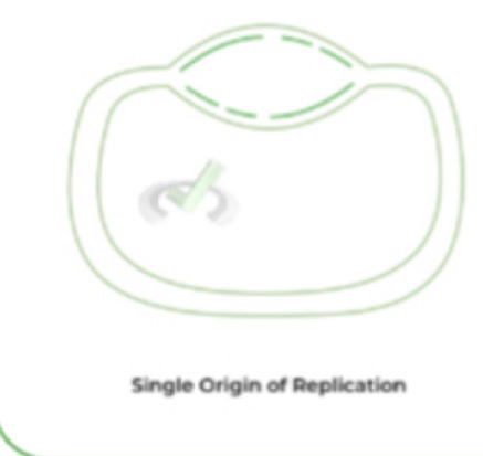 <p>Is this a diagram of eukaryotic or prokaryotic replication?</p>