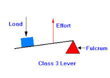 <p>- The fulcrum is at one end of the bar and the effort is between the fulcrum and the resistance</p><p>- Bicep curls</p>