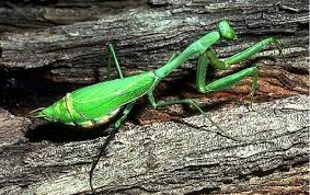 <p>Mantids</p><ul><li><p>predators</p></li><li><p>raptorial forelimbs</p></li></ul><p></p>