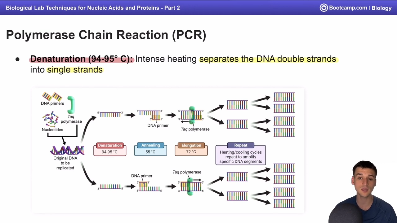 <p>Intense heating at around 94-95 degrees celcius seperating the DNA double strands into single strands</p>