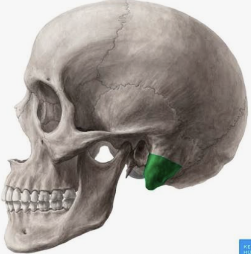 <p>What bone is this?</p>
