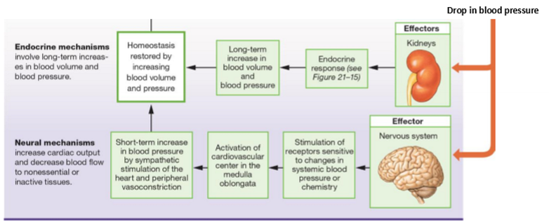 <p>How is blood pressure regulated?</p>