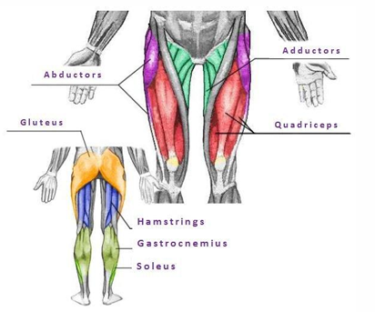 <ol><li><p>quadriceps femoris group</p></li><li><p>hamstring group</p></li><li><p>gluteal muscles</p></li><li><p>adductors</p></li><li><p>abductors</p></li><li><p>calf muscles</p></li><li><p>tibialis anterior</p></li></ol><p></p>