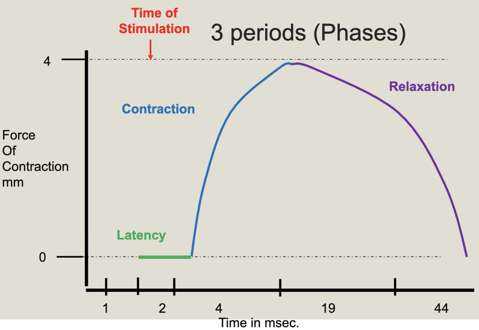 <ul><li><p>Latency </p></li><li><p>Contraction </p></li><li><p>Relaxation</p></li></ul><p></p>