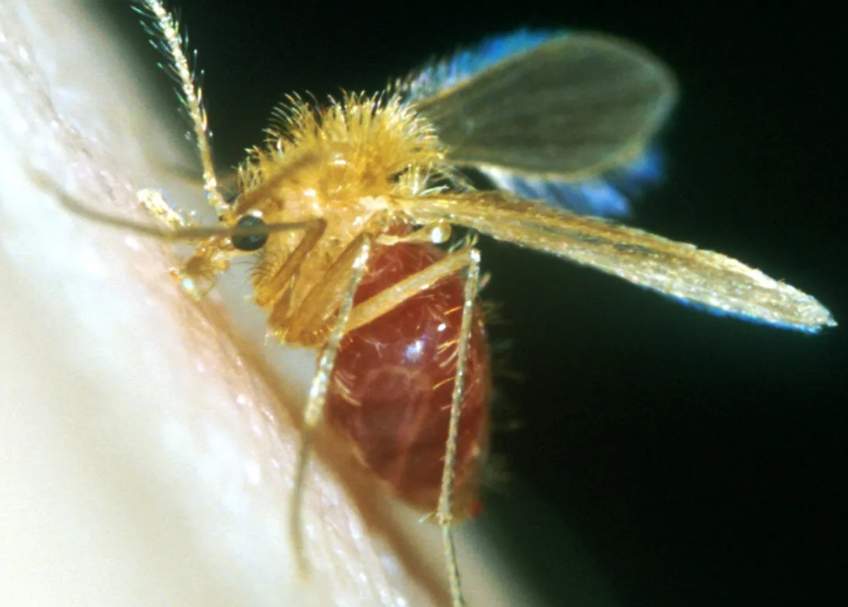 <p>Insetos pequenos (2–4 mm), corpo e asas densamente pilosos, asas longas, mantidas em posição de “V” quando em repouso, voo curto e silencioso, aparelho bucal picador-sugador e fêmeas hematófagas</p>