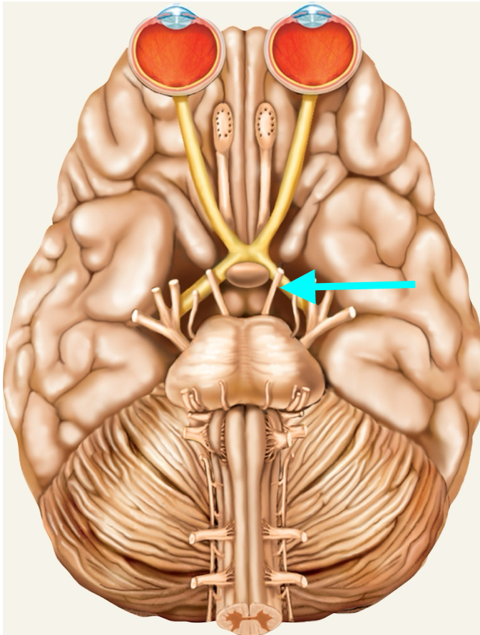 <p>Nerve, number, sensory or motor?</p>