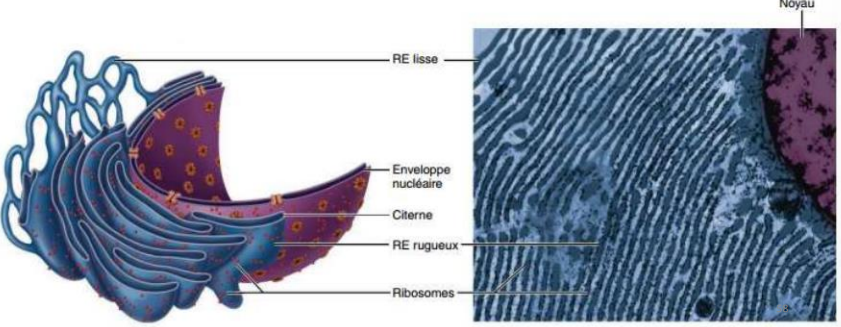 <p>Réseau de membranes dans la cellule impliqué dans la synthèse des protéines et des lipides.</p><p>Réseaux étendus de citernes et de tubes interconnectés serpentant à l’intérieur du cytosol en partant de la membrane nucléaire externe.</p><p>Se distingue par 2 catégories :</p><ul><li><p>-rugueux</p><ul><li><p>Producteur principale des protéines</p></li></ul></li><li><p>- lisse :</p><ul><li><p>Producteur principale des lipides</p></li></ul></li></ul><p>Déplacent des molécules à l'intérieur de la cellule.</p>