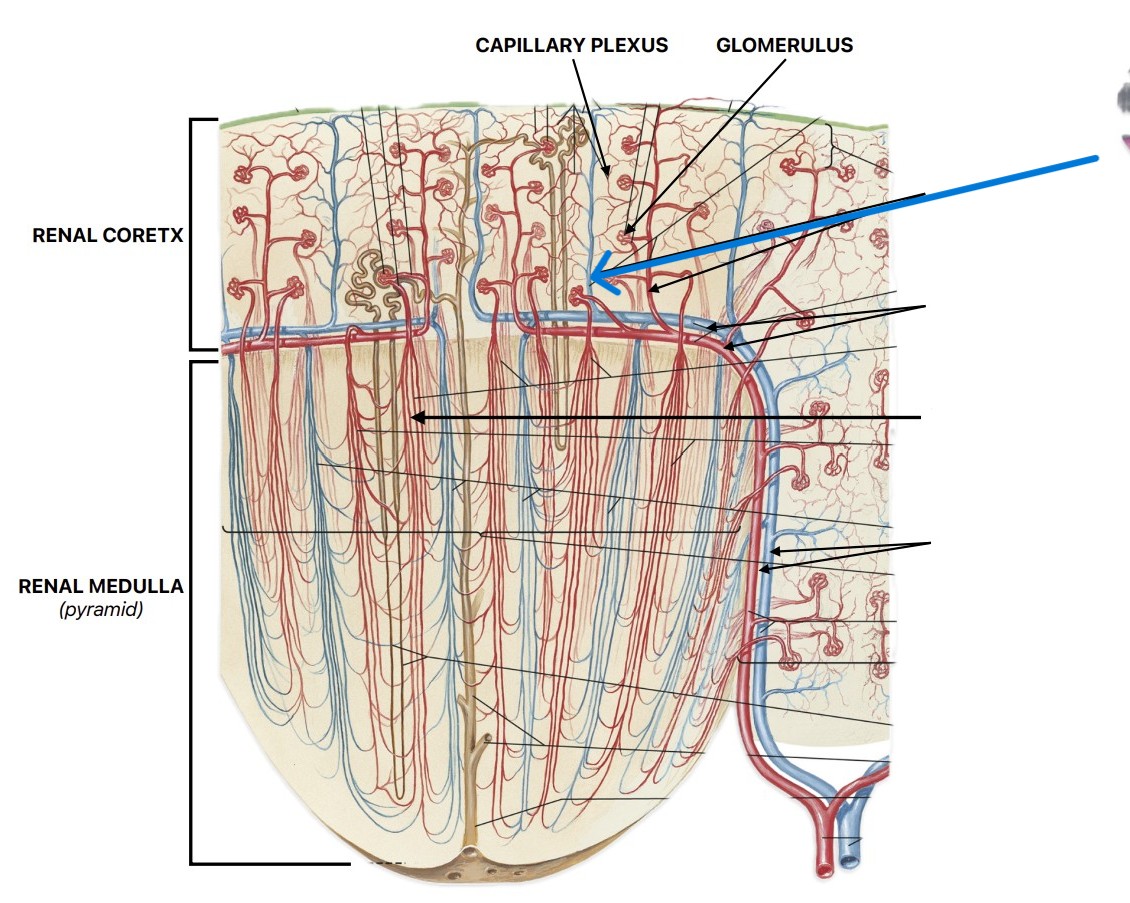 <p>Which vein of the kidneys:</p><ul><li><p>After peritubular capillaries</p></li><li><p>Before arcuate veins</p></li></ul><p></p>
