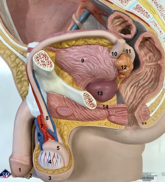 <p>12 and function</p>