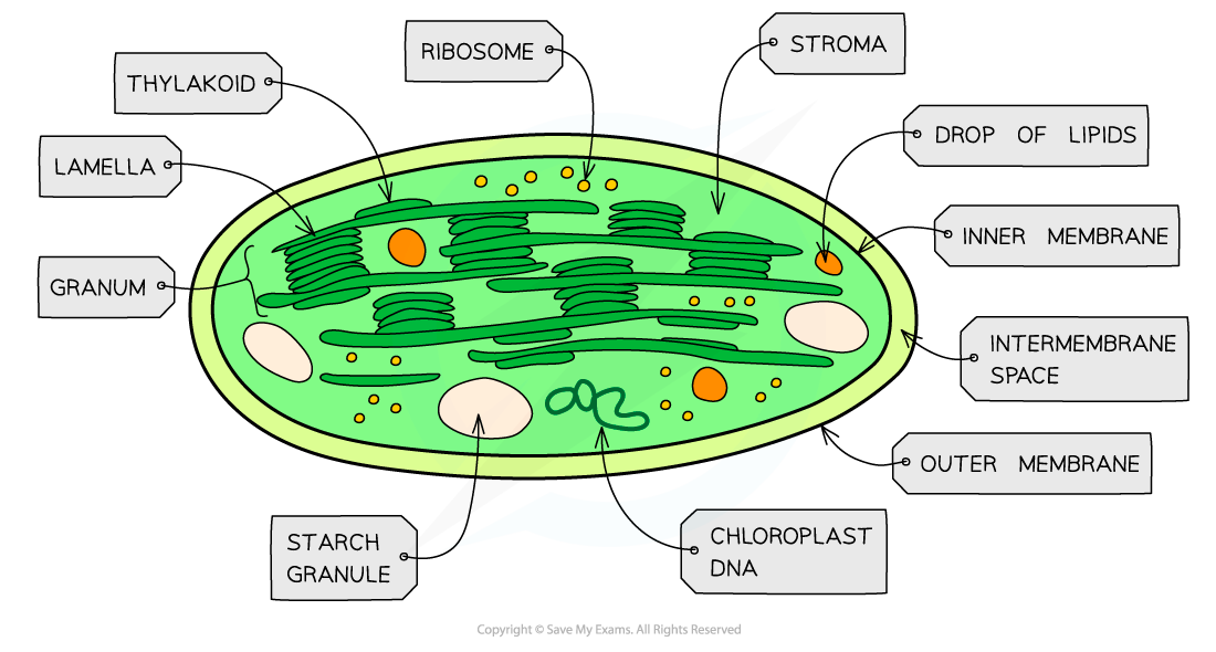 <p>What is the function of chloroplast?</p>