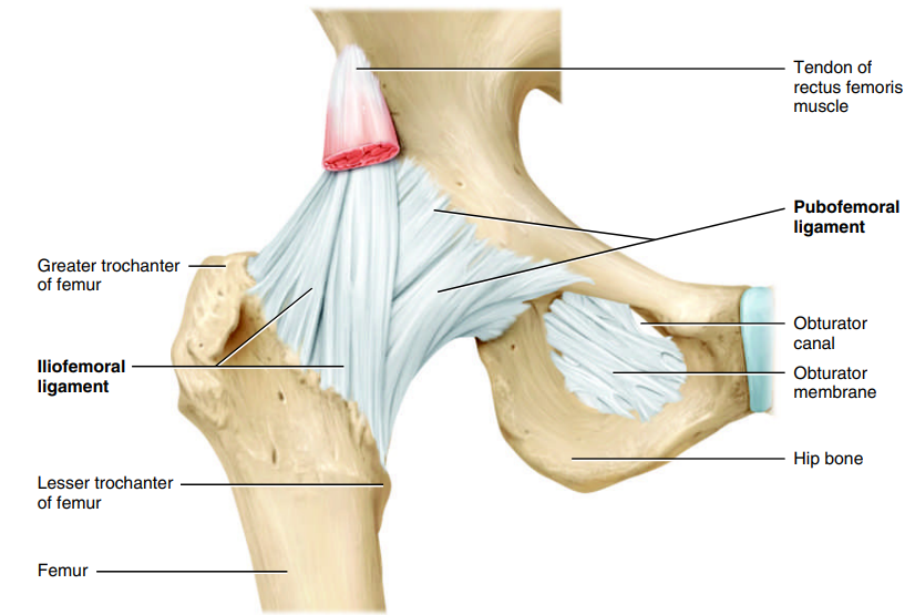 <p>Hip Joint</p>