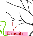 <p>Dendrites</p>