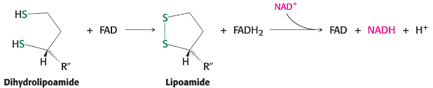 <p> regenerated by oxidation with FAD, which transfers e- to NAD+</p>