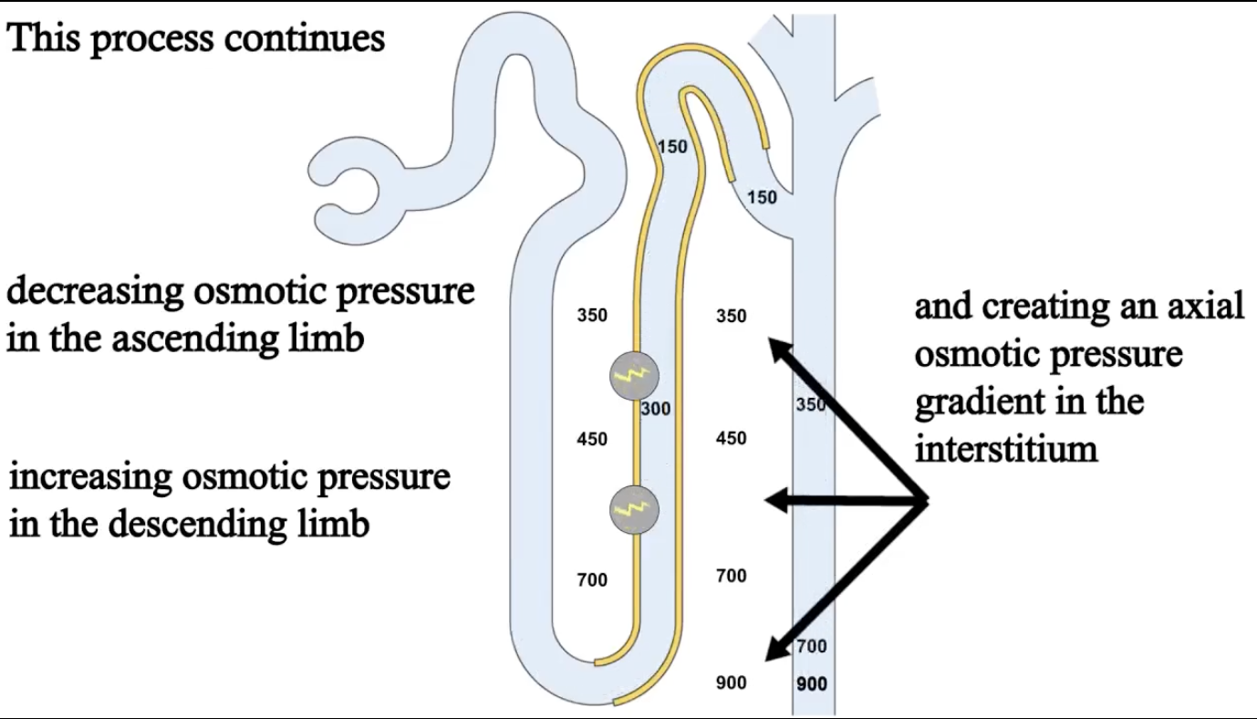 <p>Countercurrent Multiplication (2)</p>
