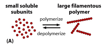 <p>What is polymerization?</p>