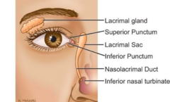 <p>Lacrimal gland --> punctum --> lacrimal sac</p>