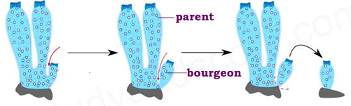 <p>B- La reproduction</p><ol><li><p>ASEXUEE </p></li></ol><p>Donner 3 types de reproduction asexuée</p>