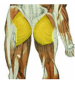 <p>What is the muscle being highlighted? what is its action?</p>