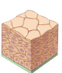 <p><span>Give the complete name of the tissue shown below, what is the function and where is this tissue found. </span></p>