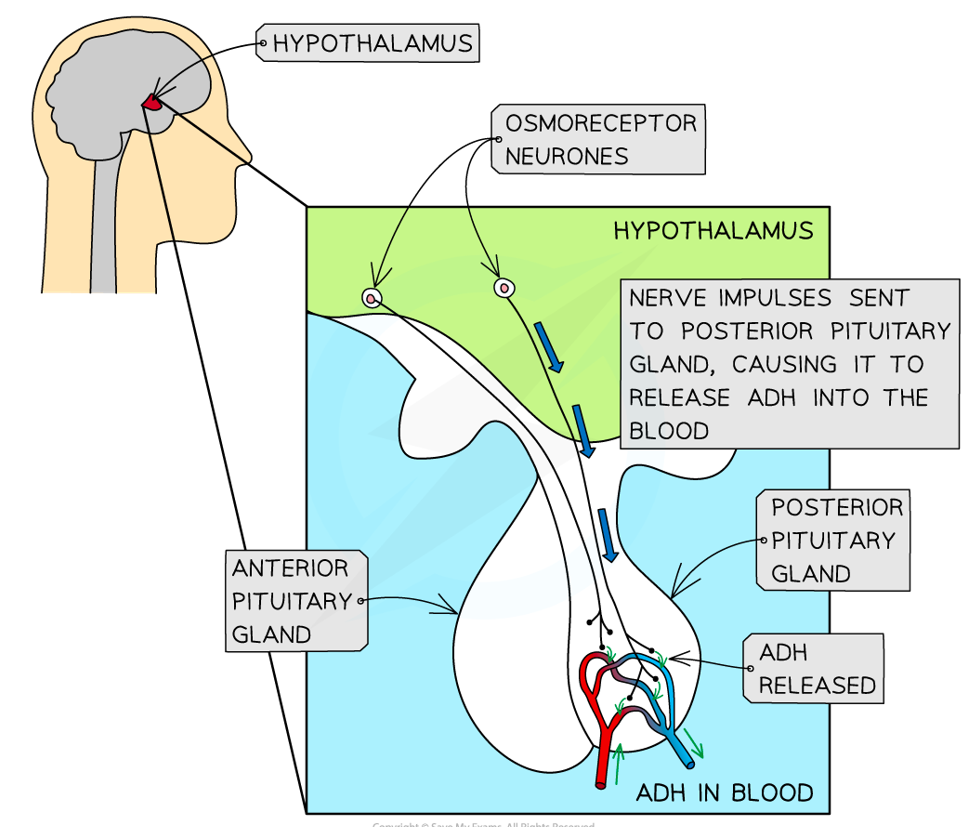 <p>A negative feedback mechanism involving ADH (antidiuretic hormone → ‘anti-wee’):</p><ul><li><p>produced in the hypothalamus & stored in the posterior lobe of the pituitary gland before being released</p></li><li><p>increases the permeability of the distal convoluted tubule & collecting duct → more water is reabsorbed from kidney tubules into the blood</p></li></ul><p></p>