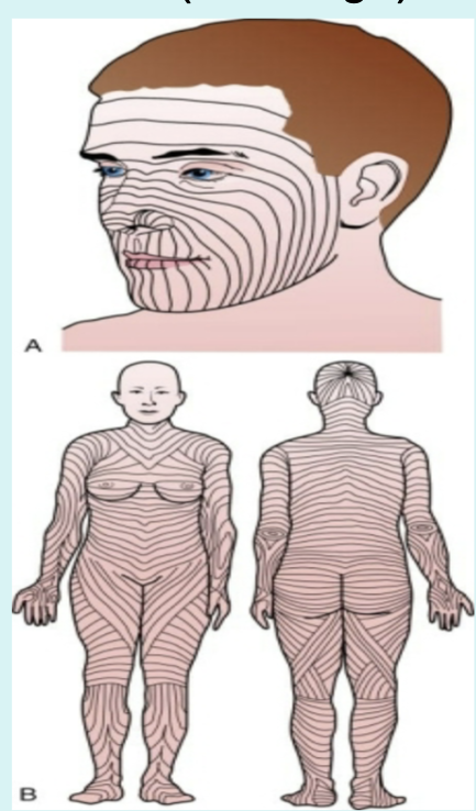 <p>Areas of the reticular layer with less collagen bundles.</p>