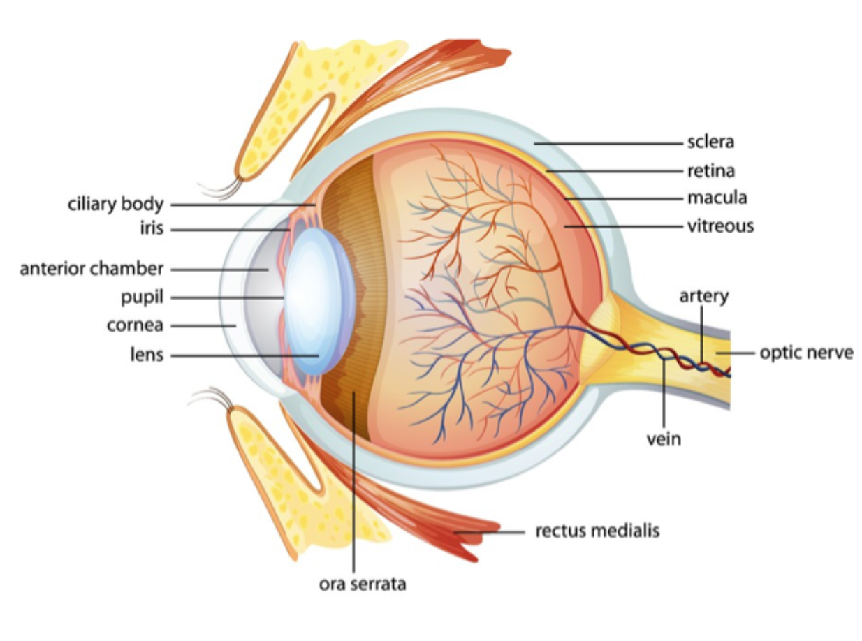 <ul><li><p><strong>Cornea</strong>: klar forreste del, vigtig for lysbrydning</p></li><li><p><strong>Pupil</strong>: åbning, der bestemmer hvor meget lys der kommer ind</p></li><li><p><strong>Iris</strong>: regulerer pupilstørrelsen</p></li><li><p><strong>Lens</strong>: finjusterer fokus ved akkommodation</p></li><li><p><strong>Ciliary body/muscle</strong>: ændrer linsens form og producerer kammervæske</p></li><li><p><strong>Retina</strong>: sansevæv, hvor lys omsættes til neurale signaler</p></li><li><p><strong>Choroidea</strong>: karholdigt lag, forsyner især ydre retina</p></li><li><p><strong>Sclera</strong>: stærkt bindevævslag, giver form og beskyttelse</p></li><li><p><strong>Vitreous body</strong>: glaslegeme, gel i bageste segment</p></li><li><p><strong>Optic nerve</strong>: fører signaler fra retina til hjernen</p></li></ul><p></p>