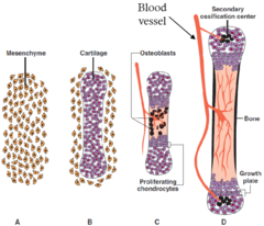 <p>there is one primary ossification center and the rest are secondary.</p>