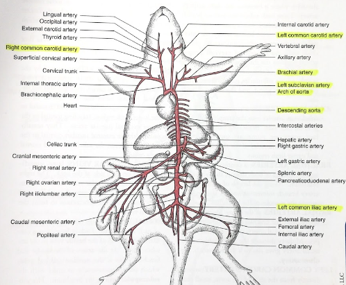 <p>brachial artery</p>