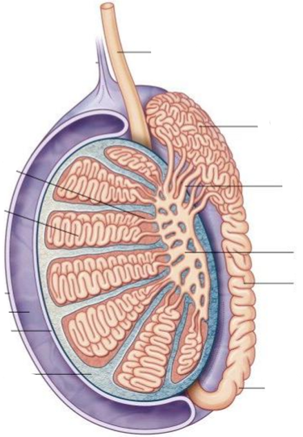 <p>Label the following diagram of the <strong>testis</strong> (ignore the left lines on the diagram)</p>