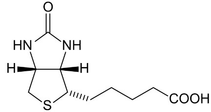 <p>biotin (vitamin B7 or vitamin H)</p>