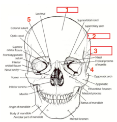 <p>what structure is 3?</p>
