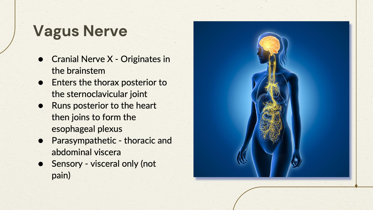<p>The vagus nerve is a cranial nerve that innervates various structures in the neck, thorax, and abdomen, playing a crucial role in autonomic control, including heart rate and digestive processes.   </p><p></p><p> It is also involved in parasympathetic regulation and provides sensory information from internal organs (visceral only not pain)  </p>