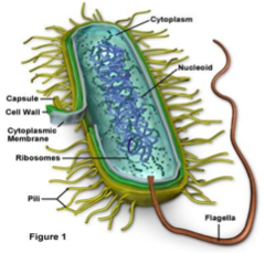 <p>Prokaryotes</p>