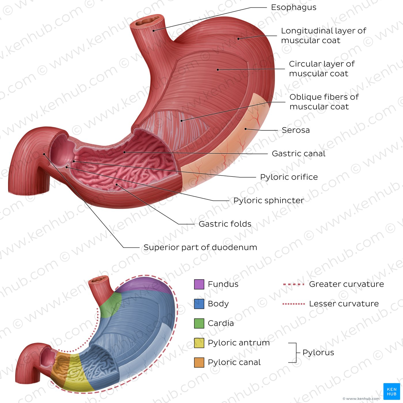 <p>Esophagus</p><p>Stomach</p><p>Rugae</p><p>Gastric Pits</p><p>Cardiac Region</p><p>Body</p><p>Fundus</p><p>Pylorus</p><p>Lesser curvature</p><p>Greater curvature</p><p>Cardiac sphincter/valve</p><p>Pyloric sphincter/valve</p>