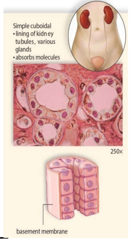 <ul><li><p>One layer (<strong>Simple)</strong> of cube-like cells (<strong>Cuboidal)</strong></p></li><li><p class="has-focus">Ideal for <strong>Absorption and Secretion</strong></p></li><li><p class="has-focus">Found in:</p><ul><li><p class="has-focus">Lining of Kidney Tubules</p></li><li><p class="has-focus">Urinary Organs</p></li></ul></li></ul><p></p>