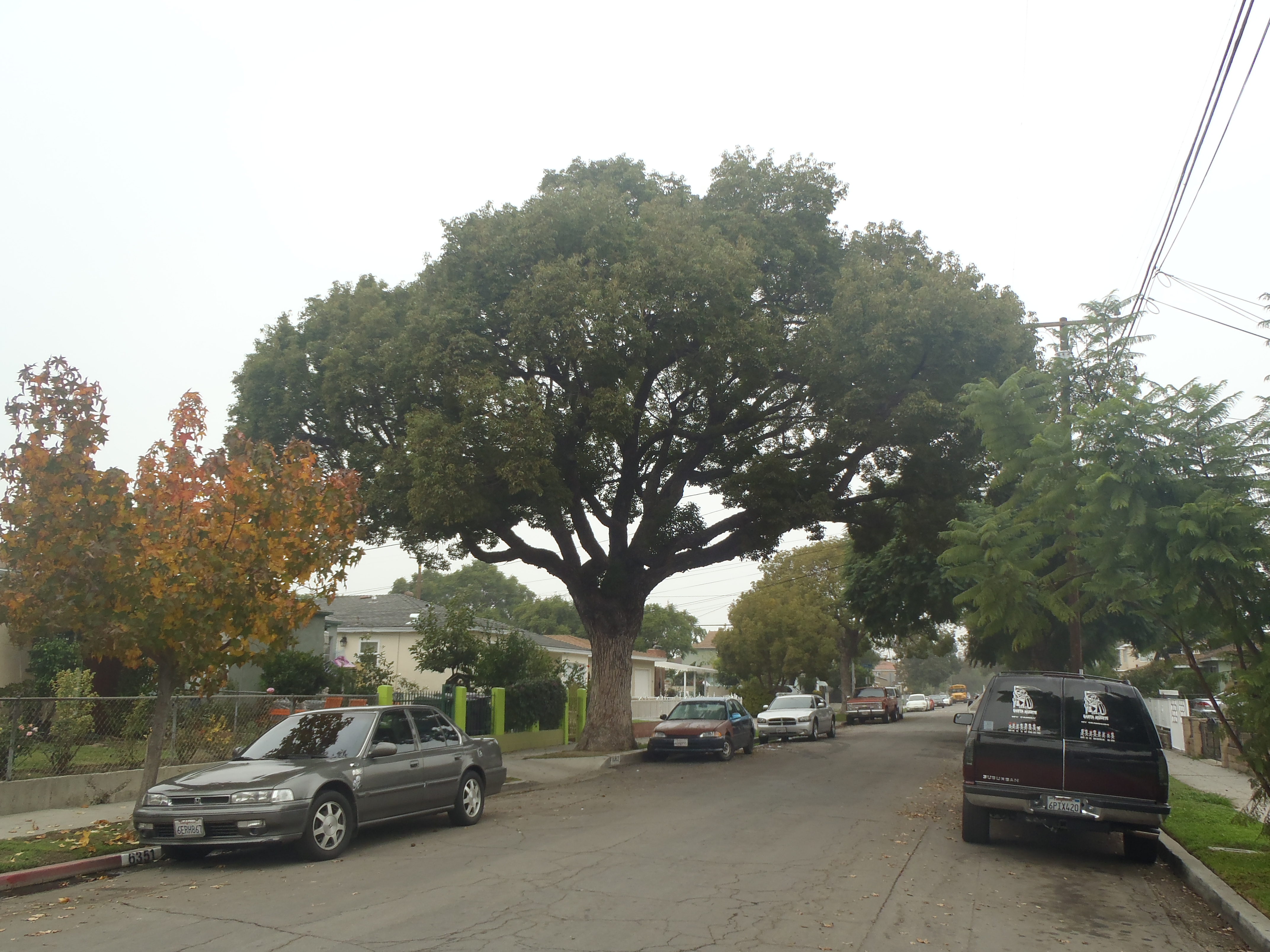 <p>Cinnamomum camphora - Camphor Tree</p>
