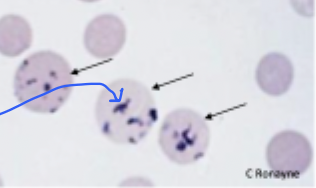 <p>what type of cell is this </p>