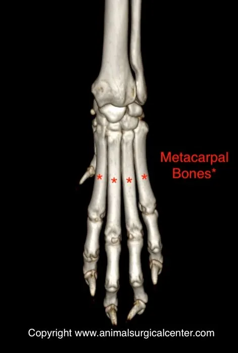 <p>5 bones</p>